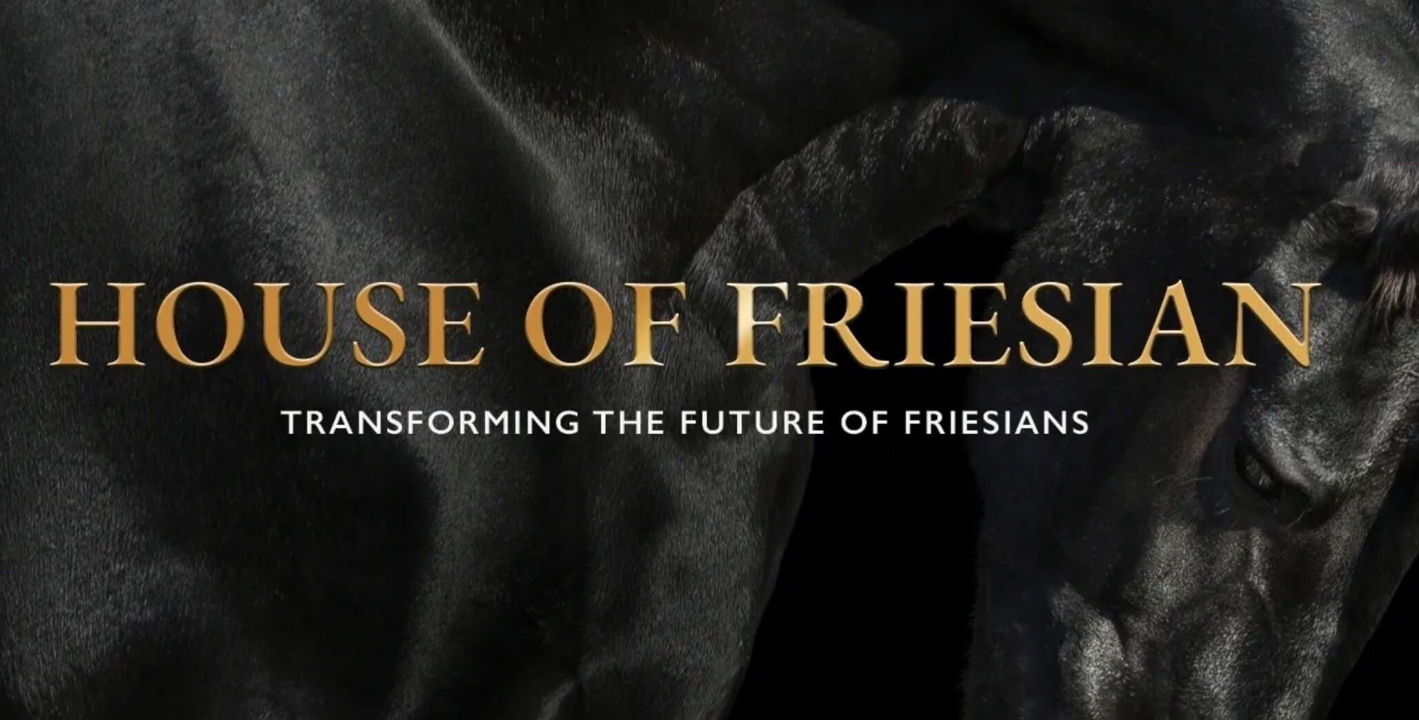 Crypto Friesians Foundation