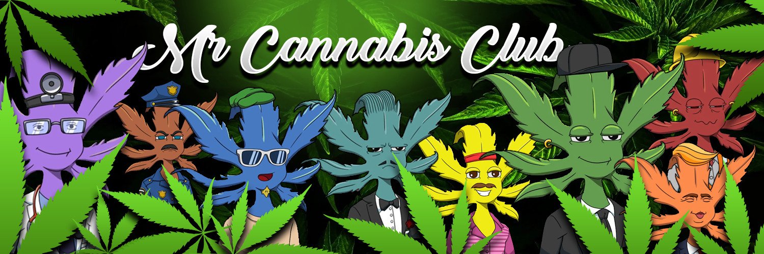 Mr Cannabis Club